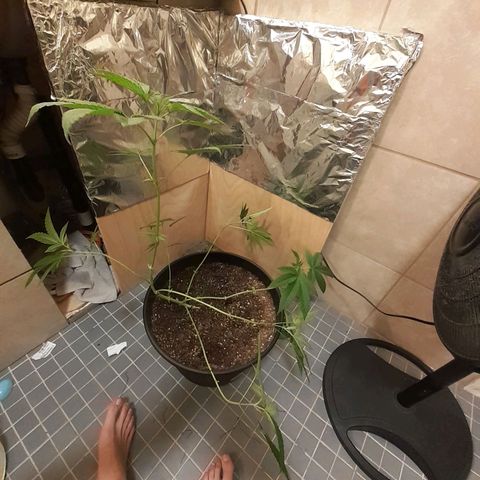 Mystery Seed 1 growlog photo: Accidentally over trimmed, redid the LST, and moved into the 2x2x4 grow tent with the spiderfarmer sf1000D light 