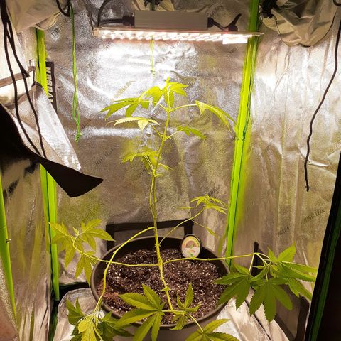 Mystery Seed 1 growlog photo: Accidentally over trimmed, redid the LST, and moved into the 2x2x4 grow tent with the spiderfarmer sf1000D light 