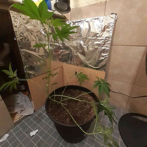 Mystery Seed 1 growlog photo: Accidentally over trimmed, redid the LST, and moved into the 2x2x4 grow tent with the spiderfarmer sf1000D light 