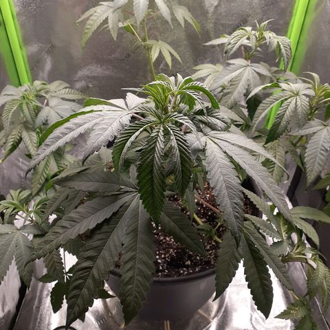 Mystery Seed 1 growlog photo: Needed water but should pop back soon. The low stress training is working beautifully 