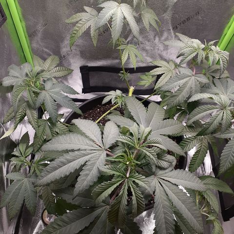 Mystery Seed 1 growlog photo: Needed water but should pop back soon. The low stress training is working beautifully 