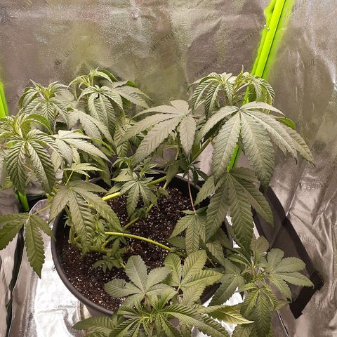 Mystery Seed 1 growlog photo: Needed water but should pop back soon. The low stress training is working beautifully 