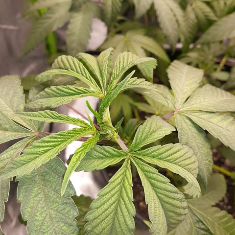 Mystery Seed 1 growlog photo: Needed water but should pop back soon. The low stress training is working beautifully 