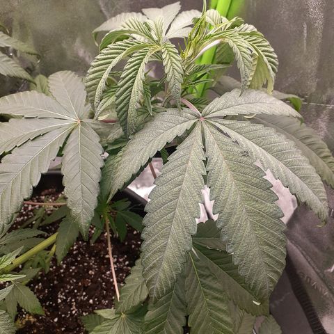 Mystery Seed 1 growlog photo: Needed water but should pop back soon. The low stress training is working beautifully 