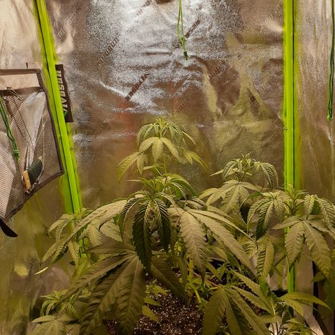 Mystery Seed 1 growlog photo: Needed water but should pop back soon. The low stress training is working beautifully 