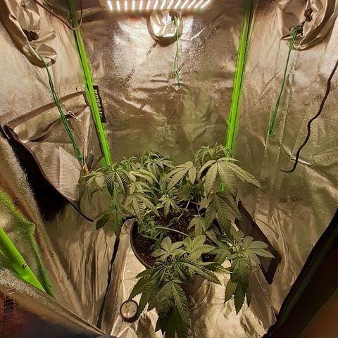 Mystery Seed 1 growlog photo: Needed water but should pop back soon. The low stress training is working beautifully 