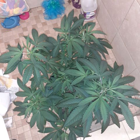 Mystery Seed 1 growlog timeline photo