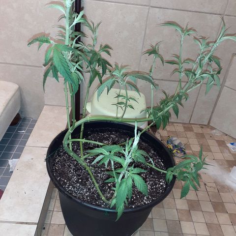 Mystery Seed 1 growlog timeline photo