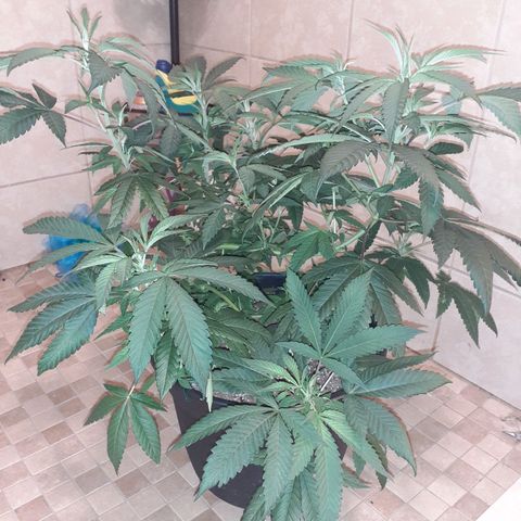 Mystery Seed 1 growlog timeline photo