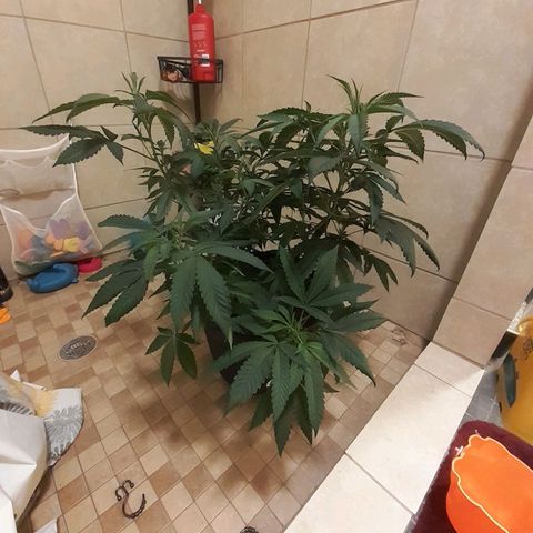 Mystery Seed 1 growlog timeline photo