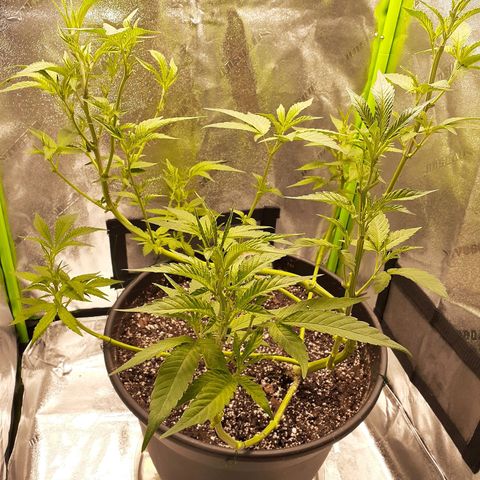 Mystery Seed 1 growlog photo: Just flipped to flower