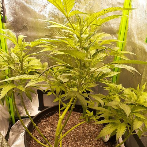 Mystery Seed 1 growlog photo: Week 1 of Flowering Stage Complete