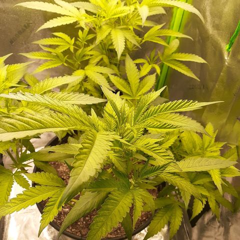 Mystery Seed 1 growlog photo: Week 1 of Flowering Stage Complete