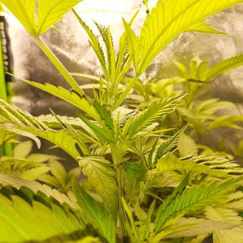Mystery Seed 1 growlog photo: Week 1 of Flowering Stage Complete