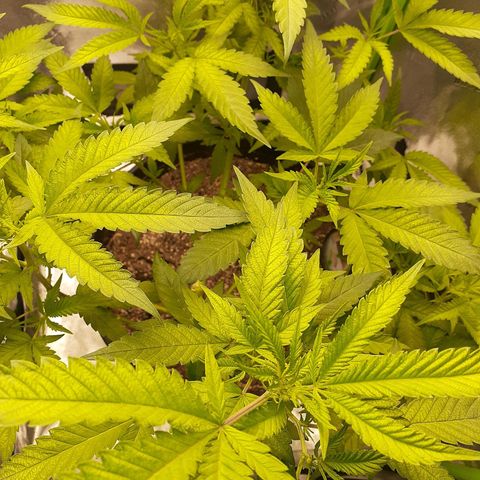 Mystery Seed 1 growlog photo: Week 1 of Flowering Stage Complete
