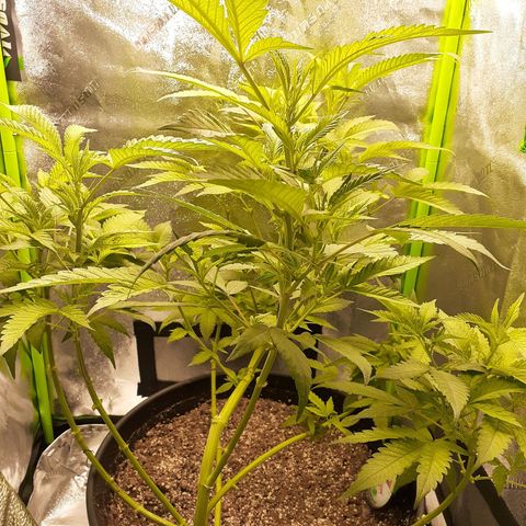 Mystery Seed 1 growlog timeline photo