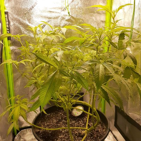 Mystery Seed 1 growlog photo: 2 weeks into flower