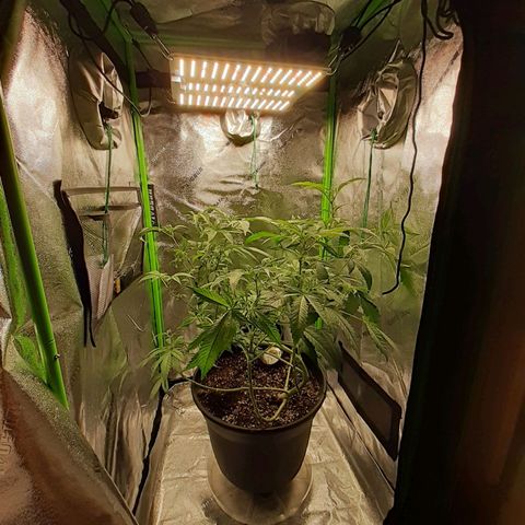 Mystery Seed 1 growlog photo: 2 weeks into flower