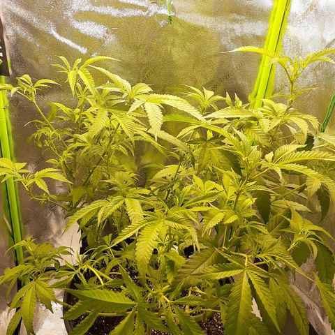 Mystery Seed 1 growlog photo: 2 weeks into flower