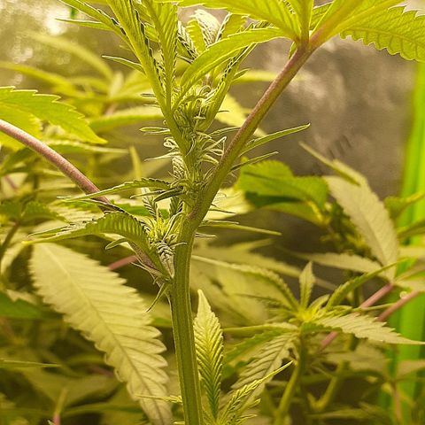 Mystery Seed 1 growlog timeline photo