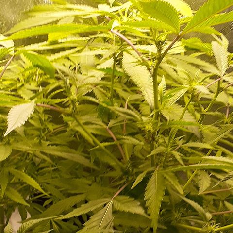 Mystery Seed 1 growlog timeline photo