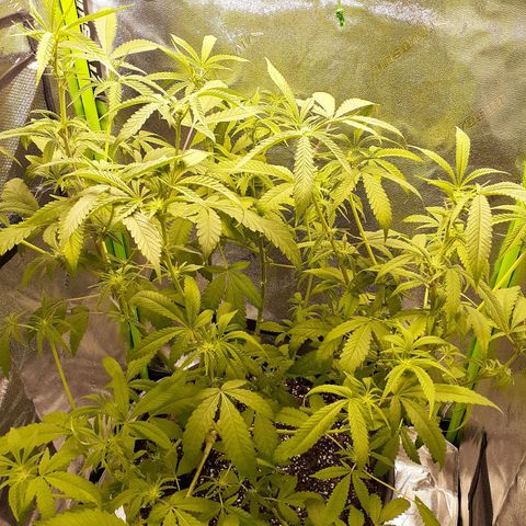 Mystery Seed 1 growlog photo: Week 4 of Flower and Definitely a Female