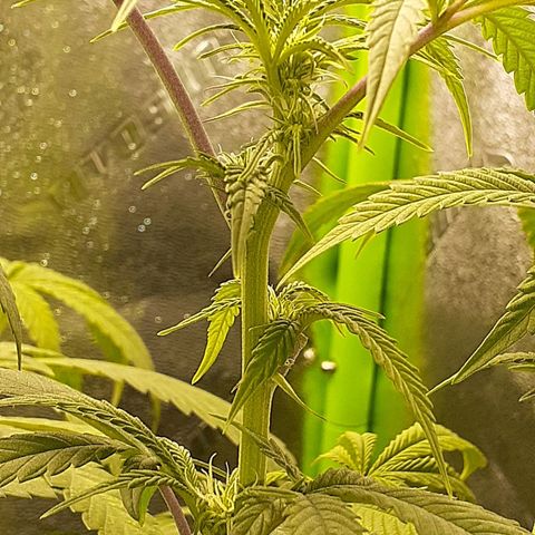 Mystery Seed 1 growlog photo: Week 4 of Flower and Definitely a Female
