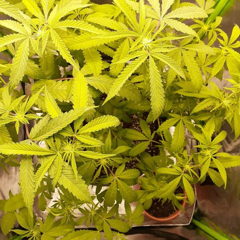 Mystery Seed 1 growlog photo: Week 4 of Flower and Definitely a Female