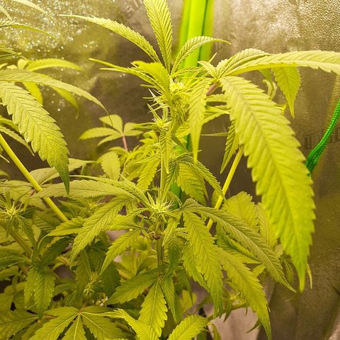 Mystery Seed 1 growlog photo: Week 4 of Flower and Definitely a Female
