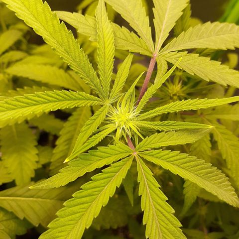 Mystery Seed 1 growlog timeline photo