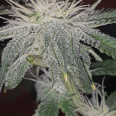 Mystery Seed 1 growlog timeline photo