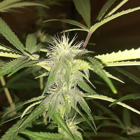 Mystery Seed 1 growlog timeline photo