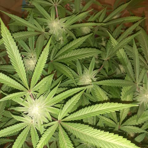 Mystery Seed 1 growlog timeline photo