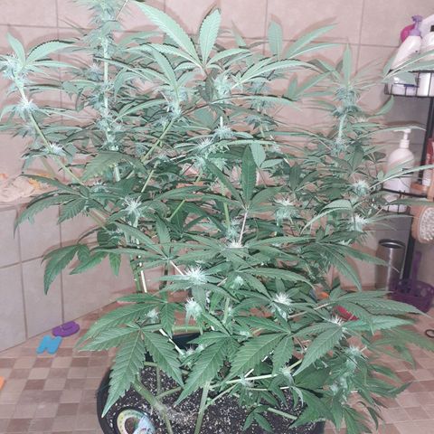 Mystery Seed 1 growlog timeline photo