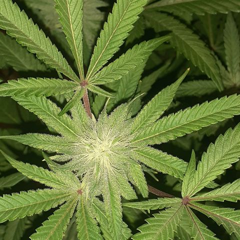 Mystery Seed 1 growlog timeline photo