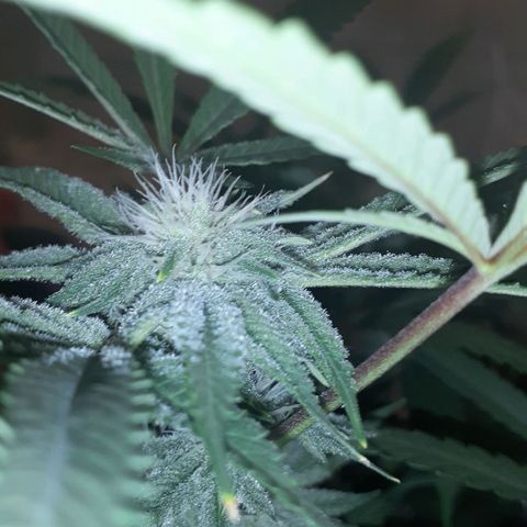 Mystery Seed 1 growlog timeline photo