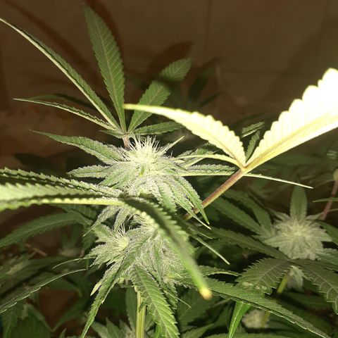 Mystery Seed 1 growlog timeline photo