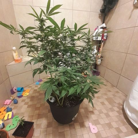 Mystery Seed 1 growlog timeline photo