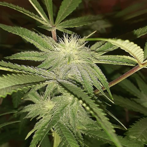 Mystery Seed 1 growlog timeline photo