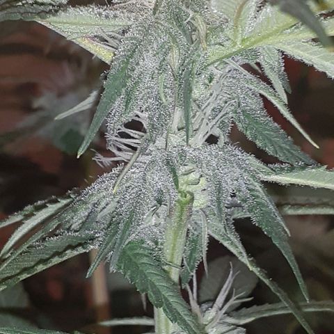 Mystery Seed 1 growlog timeline photo