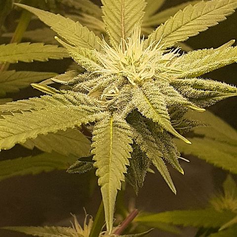 Mystery Seed 1 growlog timeline photo