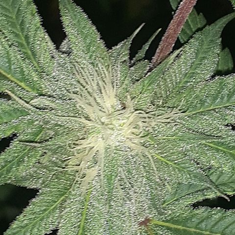 Mystery Seed 1 growlog timeline photo