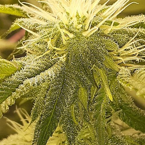 Mystery Seed 1 growlog timeline photo