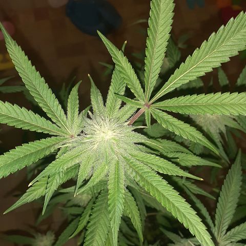 Mystery Seed 1 growlog timeline photo