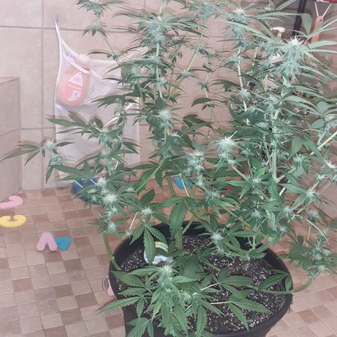 Mystery Seed 1 growlog timeline photo