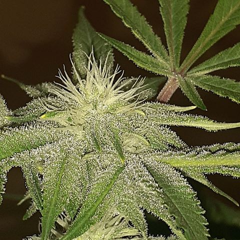 Mystery Seed 1 growlog timeline photo