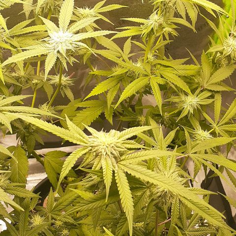Mystery Seed 1 growlog timeline photo