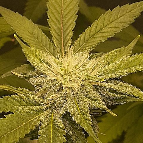 Mystery Seed 1 growlog timeline photo