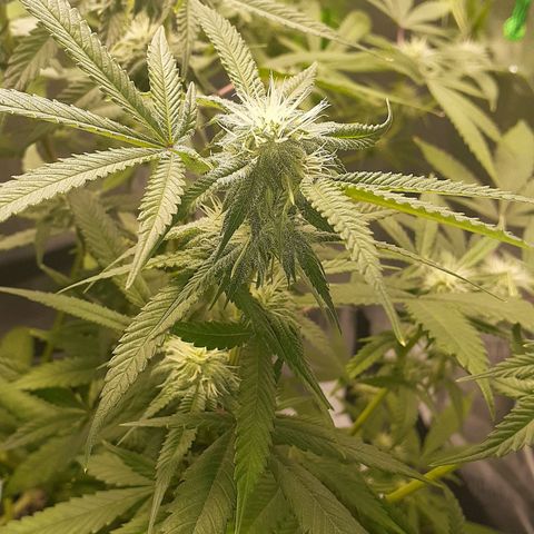 Mystery Seed 1 growlog timeline photo