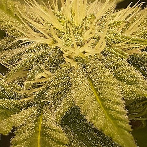 Mystery Seed 1 growlog timeline photo